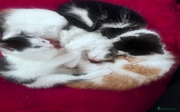 Mixed Breed cats for sale: Gorgeous Fluffy Kittens - Image 7