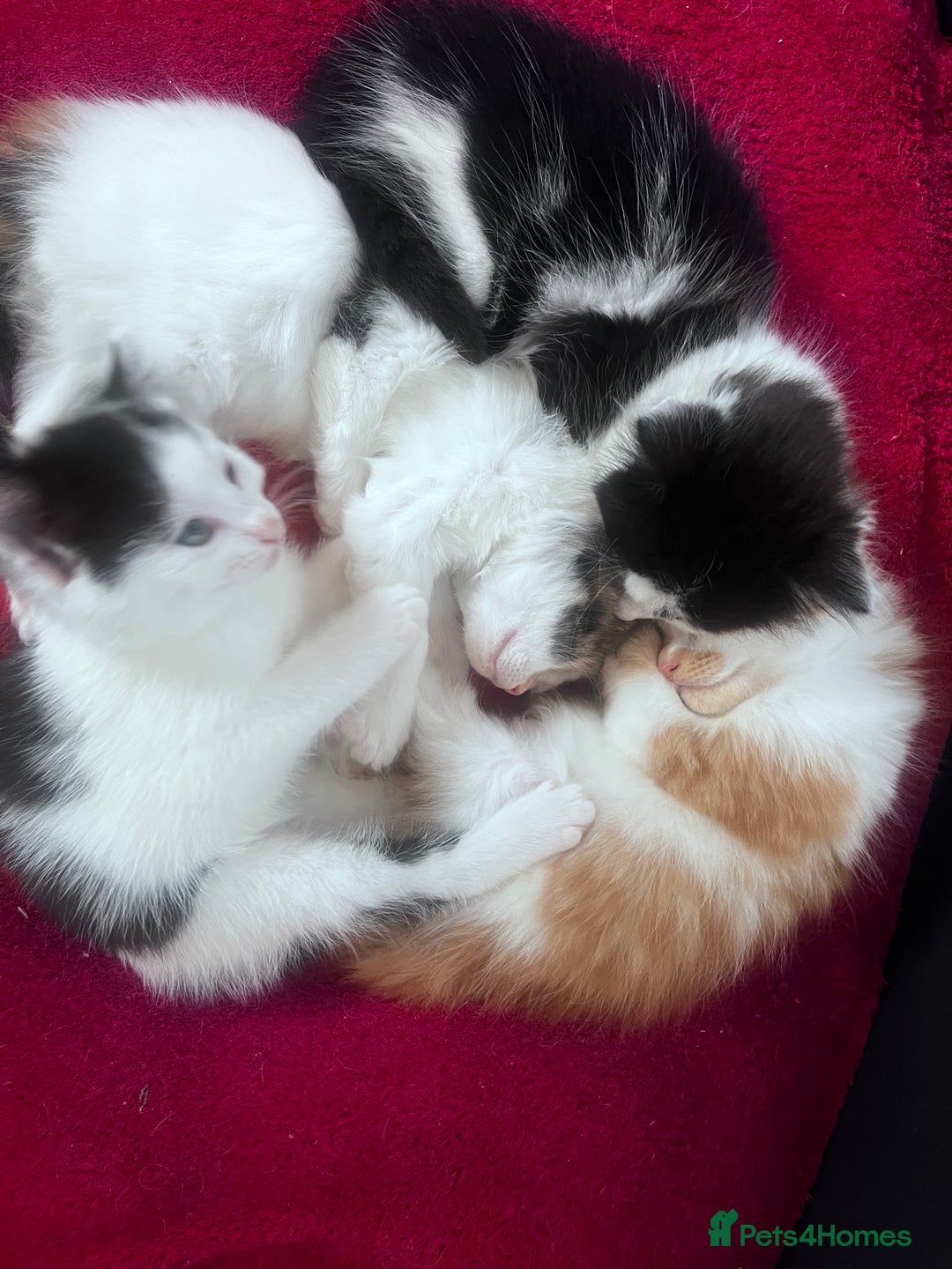 Mixed Breed cats for sale: Gorgeous Fluffy Kittens - Image 7