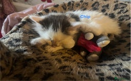 British Shorthair cats for sale: Ready for a loving home now  - Image 6