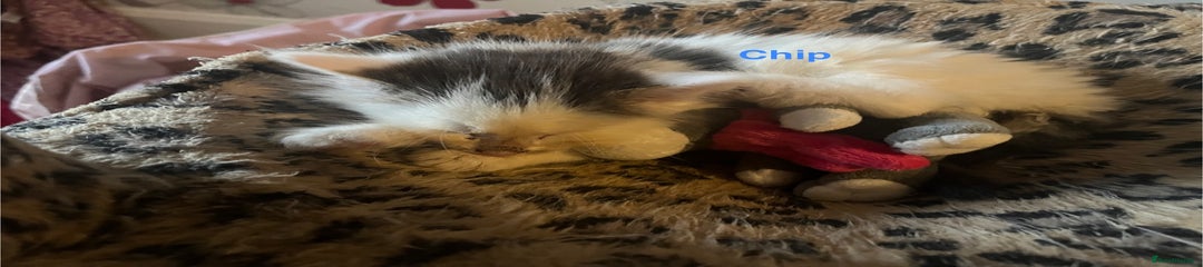 Chip