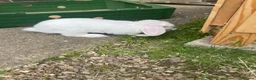 Mini Lop rabbits for sale: CUTE white rabbit - Advert 6