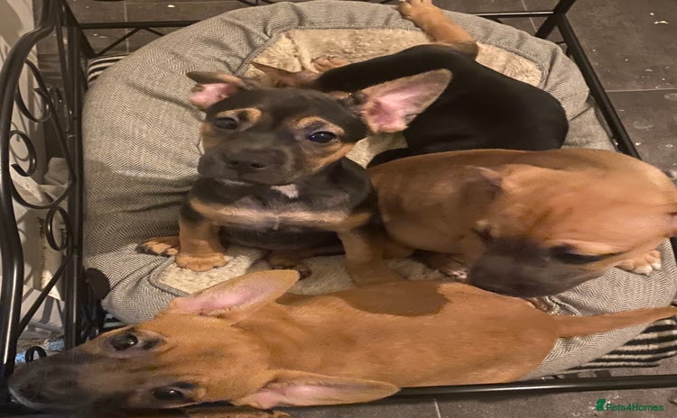Mixed Breed dogs - Advert 2