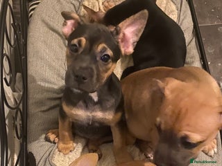 Mixed Breed dogs - Advert 8