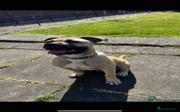 Mixed Breed dogs for sale: Meet scooby - Image 2