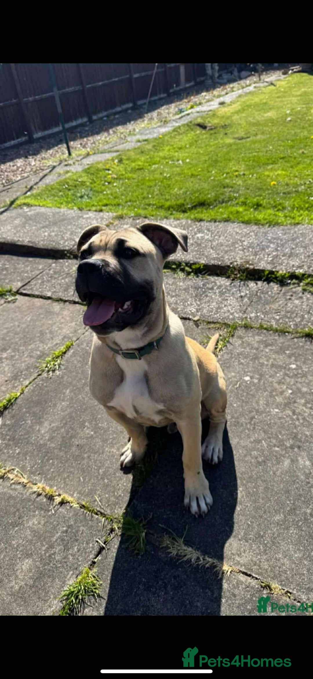 Mixed Breed dogs for sale: Meet scooby - Image 2