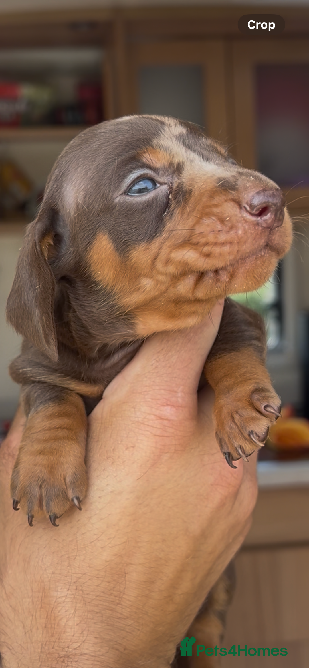 Miniature Dachshund dogs for sale: Dachund  - Image 4