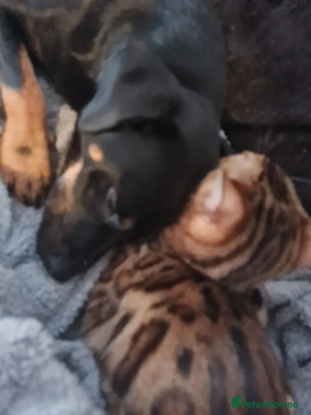 Bengal cats for sale: Indie the bengal boy - Advert 2