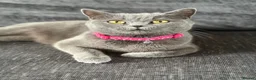Mixed Breed cats for sale: 🐾 Beautiful British Shorthair Cross Kittens 🐾 - Advert 11