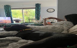 Labrador Retriever dogs for sale: New 5* home required  - Image 4