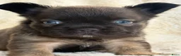 French Bulldog dogs for sale: Top quality fluffy French bulldog puppies  - Advert 20