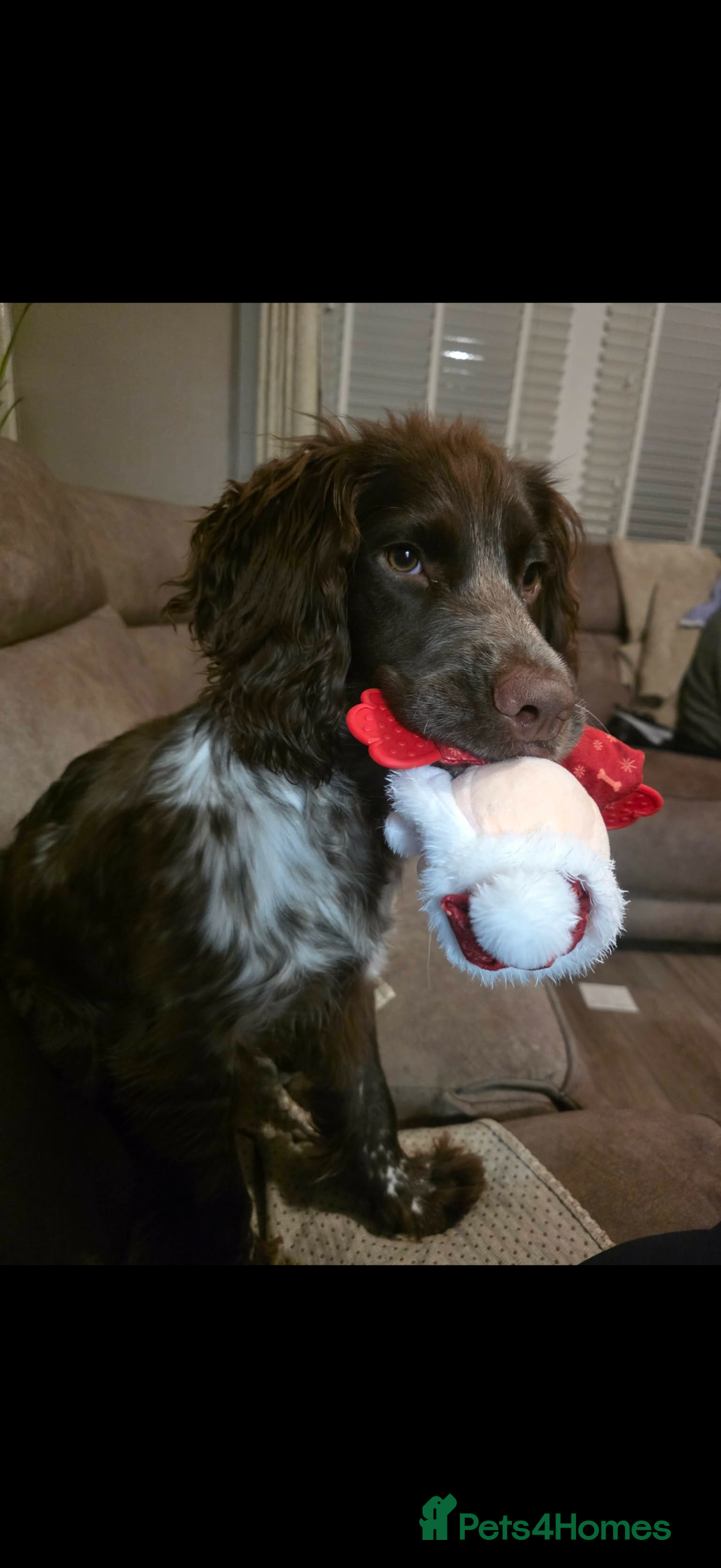 English Springer Spaniel dogs for sale: 10 month old springer spaniel  - Advert 2