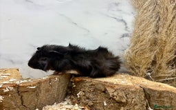 Guinea Pig rodents for sale: LOTS OF GUINEA PIGS FOR SALE 💗 - Image 5