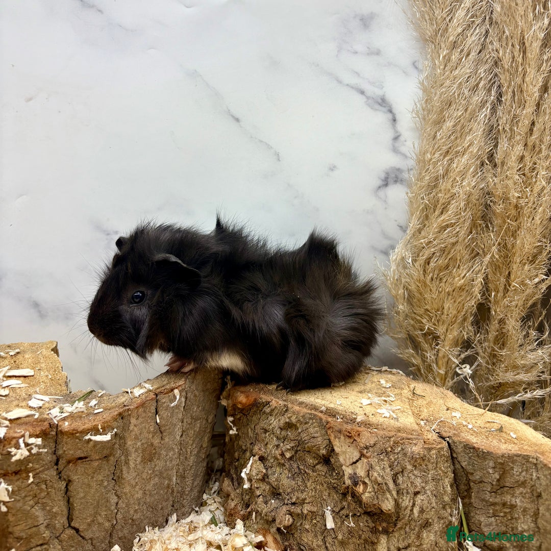 Guinea Pig rodents for sale: LOTS OF GUINEA PIGS FOR SALE 💗 - Image 5