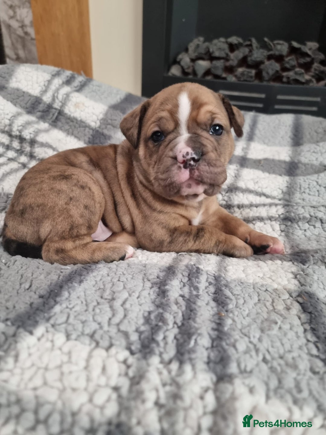 Olde English Bulldogge dogs for sale: Olde English bulldogge puppys - Advert 19