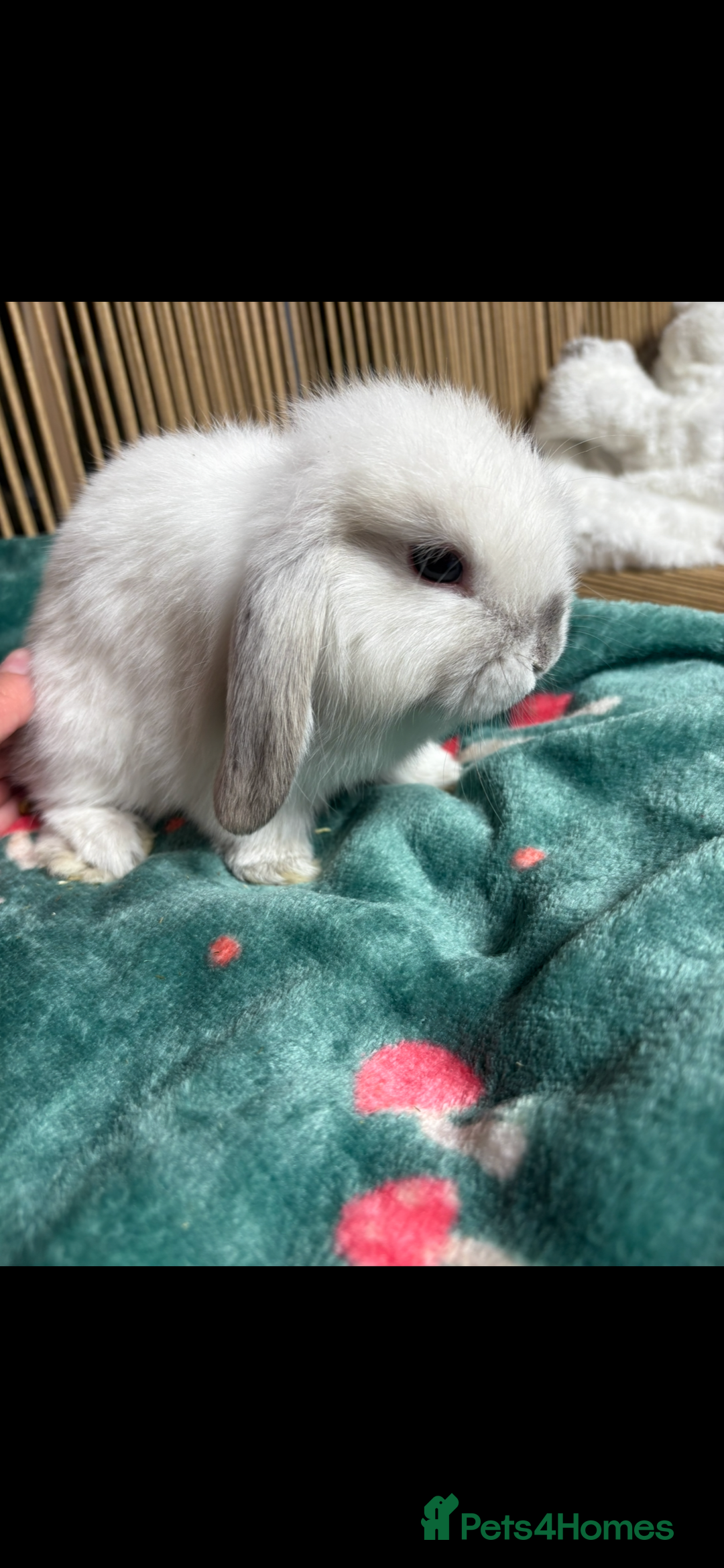 Mini Lop rabbits for sale: Beautiful Pure Bred Mini Lop Babies Available - Image 2