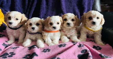 Cavachon dogs Cute Cavachon puppies  - Advert 3
