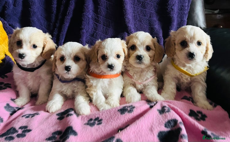 Cavachon dogs - Advert 1