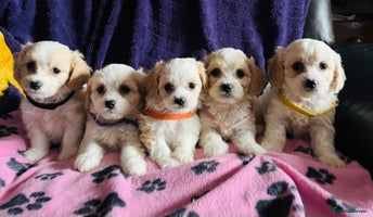 Cavachon dogs Cute Cavachon puppies - Advert 4