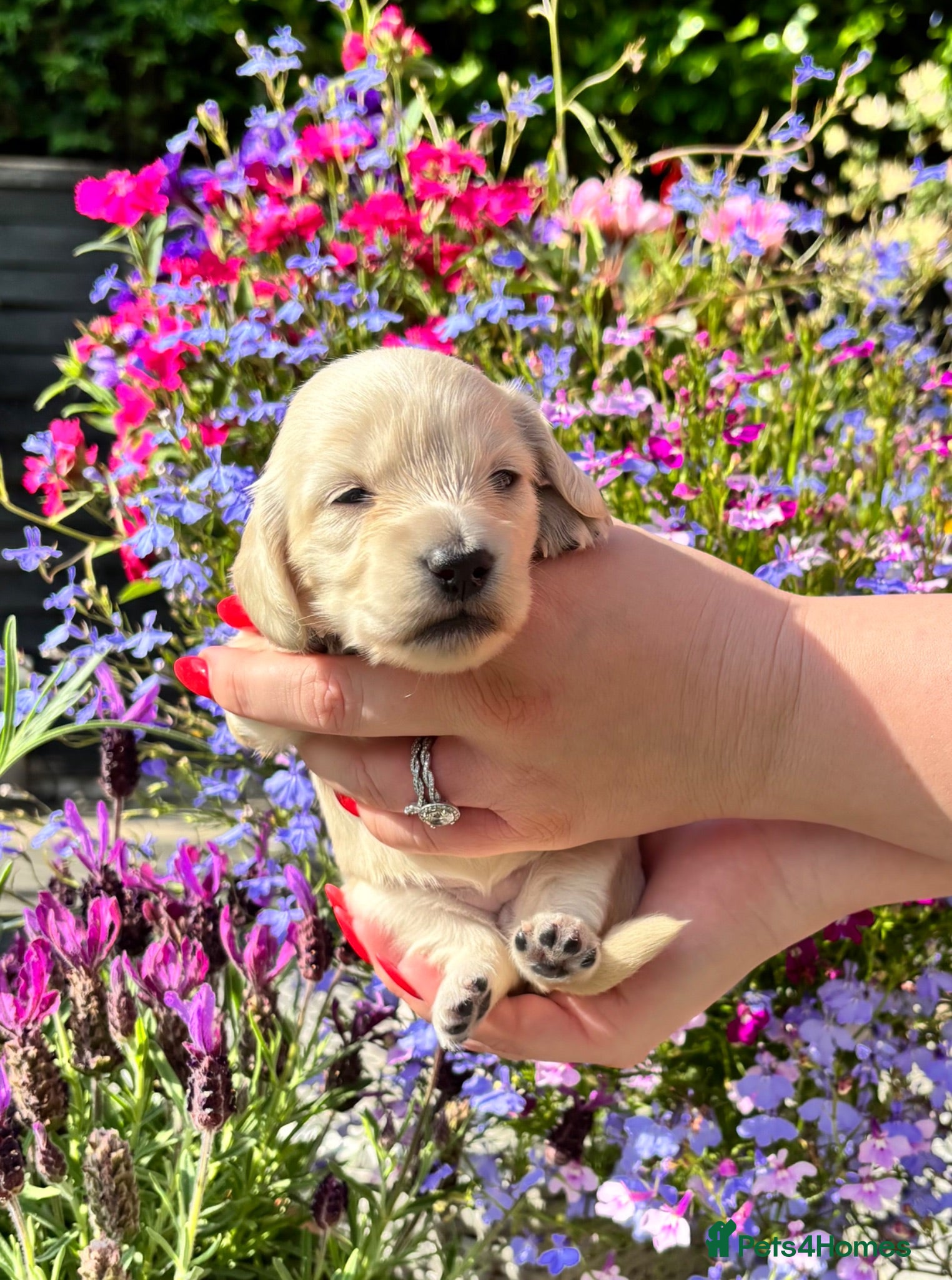 Miniature Dachshund dogs KC Pure English Cream Longhair Miniature Dachshund - Advert 1