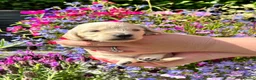 Miniature Dachshund dogs for sale: KC Pure English Cream Longhair Miniature Dachshund in Ibstock - Advert 17