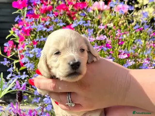 Miniature Dachshund dogs KC Pure English Cream Longhair Miniature Dachshund - Advert 1