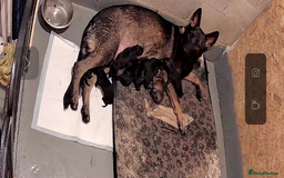 German Shepherd dogs for sale: gorgeous kc reg working blood line German Shepard  - Image 4
