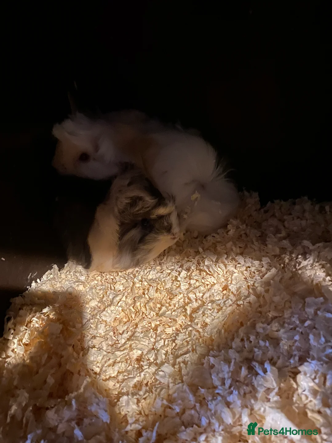 Guinea Pig rodents for sale: Peruvian Guinea pigs  - Advert 10