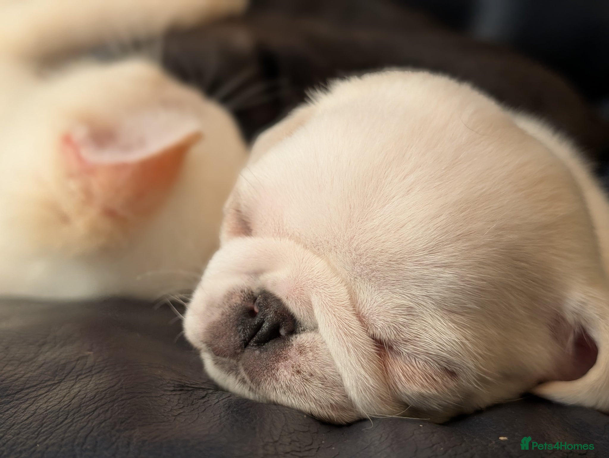 Pug dogs A beautiful litter of pugs pure white & jet Black  - Advert 1