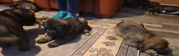 Caucasian Shepherd Dog dogs for sale: Caucasian Sheapard puppy's  in Bromsgrove - Advert 6