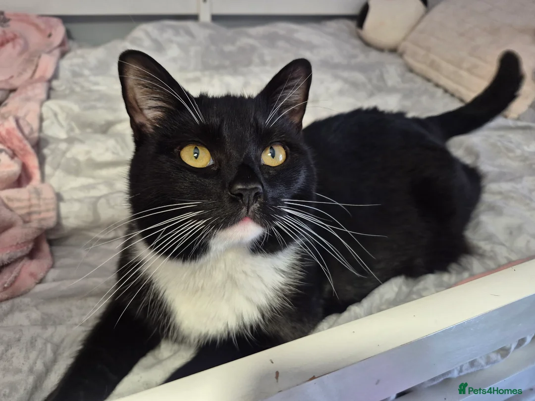 Mixed Breed cats for sale: Jasper neutered male tuxedo 16 month old.  - Advert 5