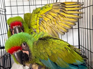 Macaws birds Military Macaws Babies Hand Reared-Male and Female - Advert 1