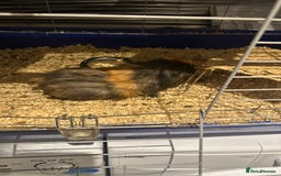 Guinea Pig rodents for sale: Male guinea pigs - Image 7