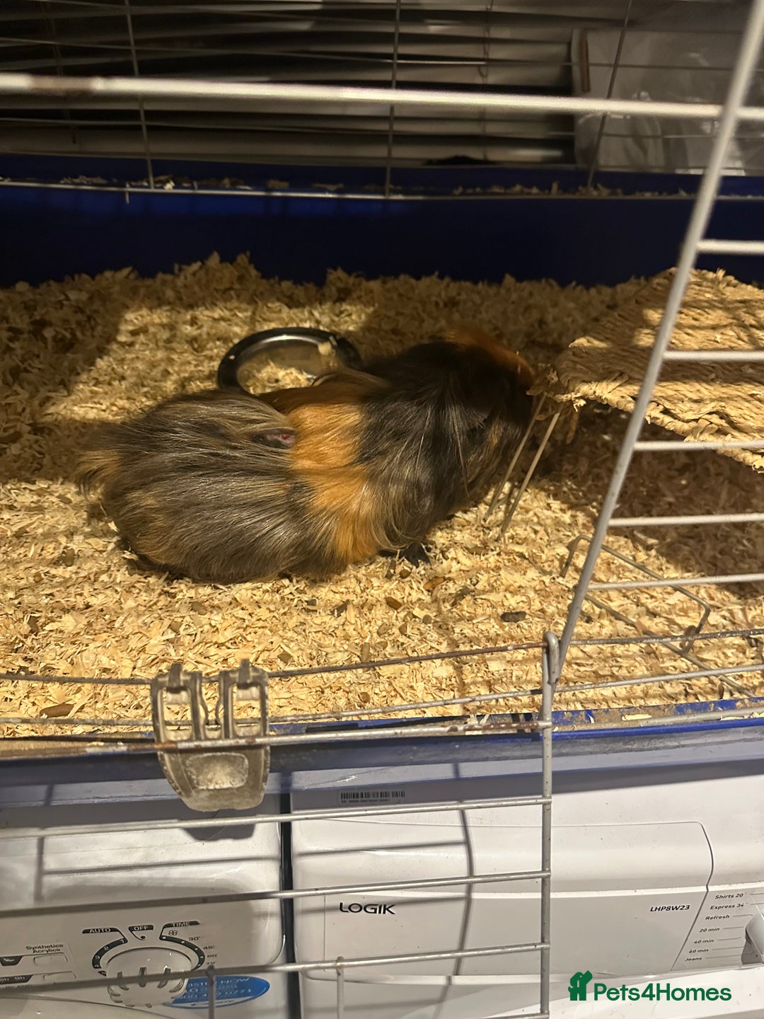 Guinea Pig rodents for sale: Male guinea pigs - Image 7