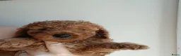 Toy Poodle dogs for sale: Toy poodle puppys - Advert 4