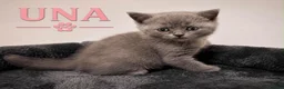 British Shorthair cats for sale: Champion bloodline Bi-colours 🌟  - Advert 5