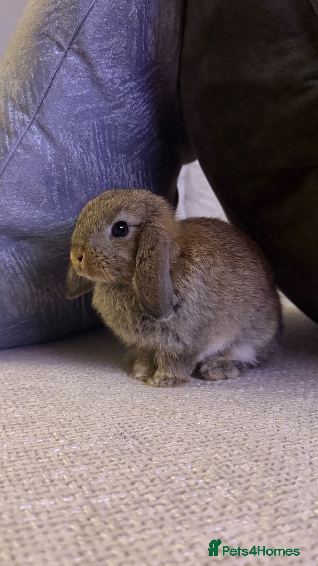Mini Lop rabbits Mini Lop For Sale - Advert 1