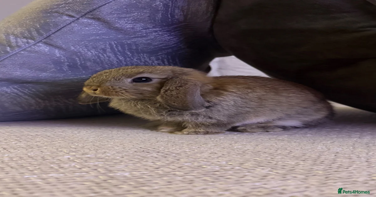 Rabbits for Sale for sale in Leicester | Pets4Homes
