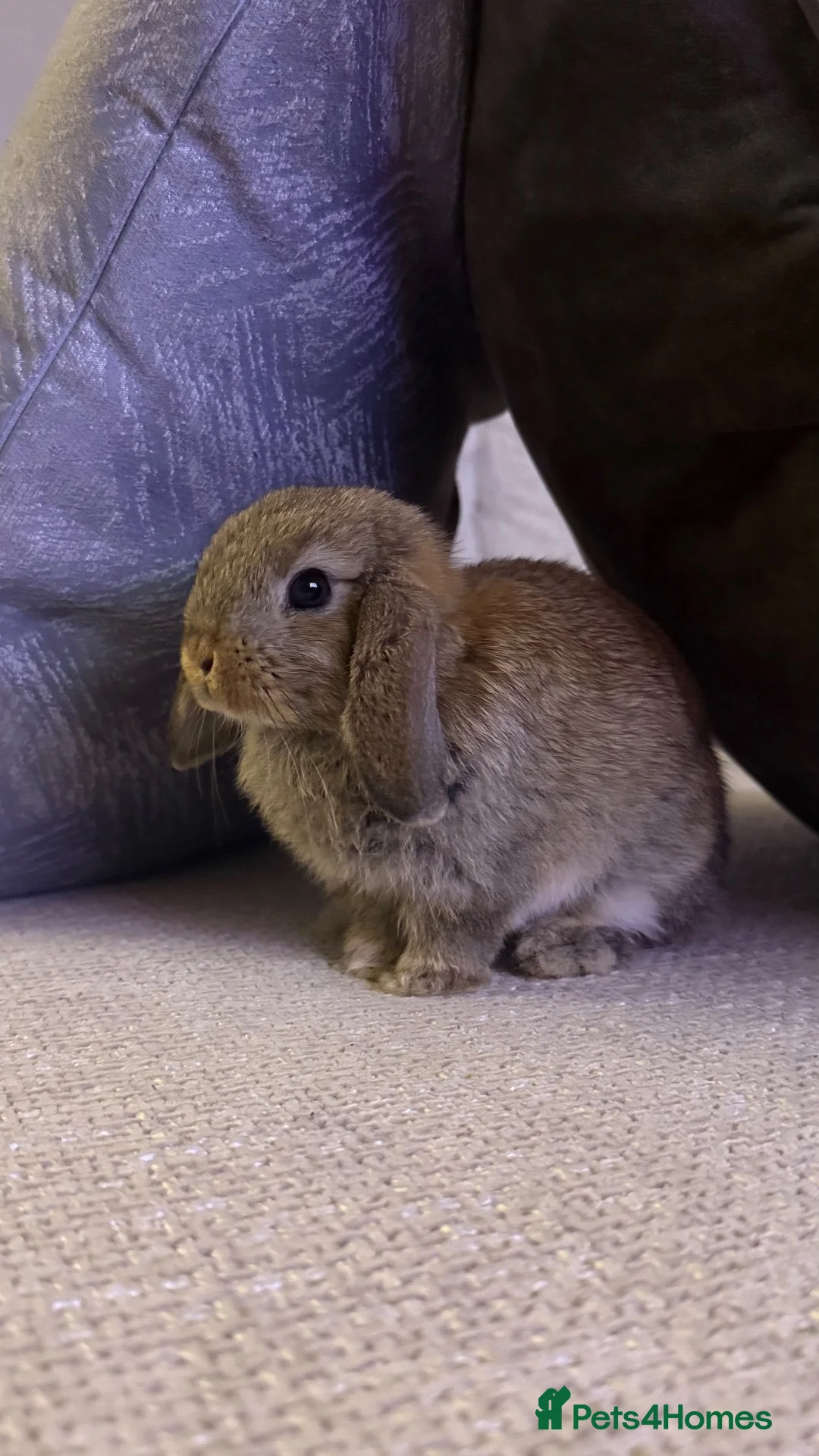 Mini Lop rabbits for sale: Mini Lop For Sale - Advert 1