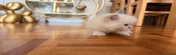 British Shorthair cats for sale: Plush rainbow litter of BSH x SF for viewing  - Advert 5