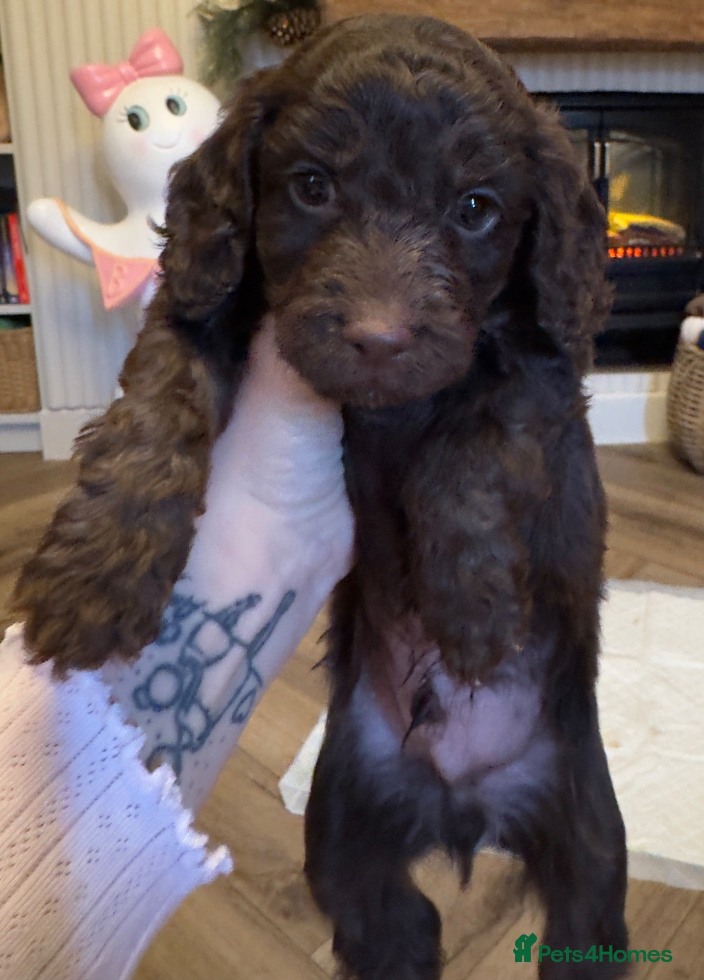 Cockapoo dogs **2 left** stunning Merle gene cockapoo puppies  - Advert 4