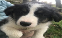 Border Collie dogs for sale: Border Collies Farmbred  - Image 7
