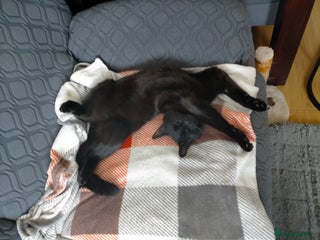 British Shorthair cats Young male black short haired cat in Slough - Advert 2