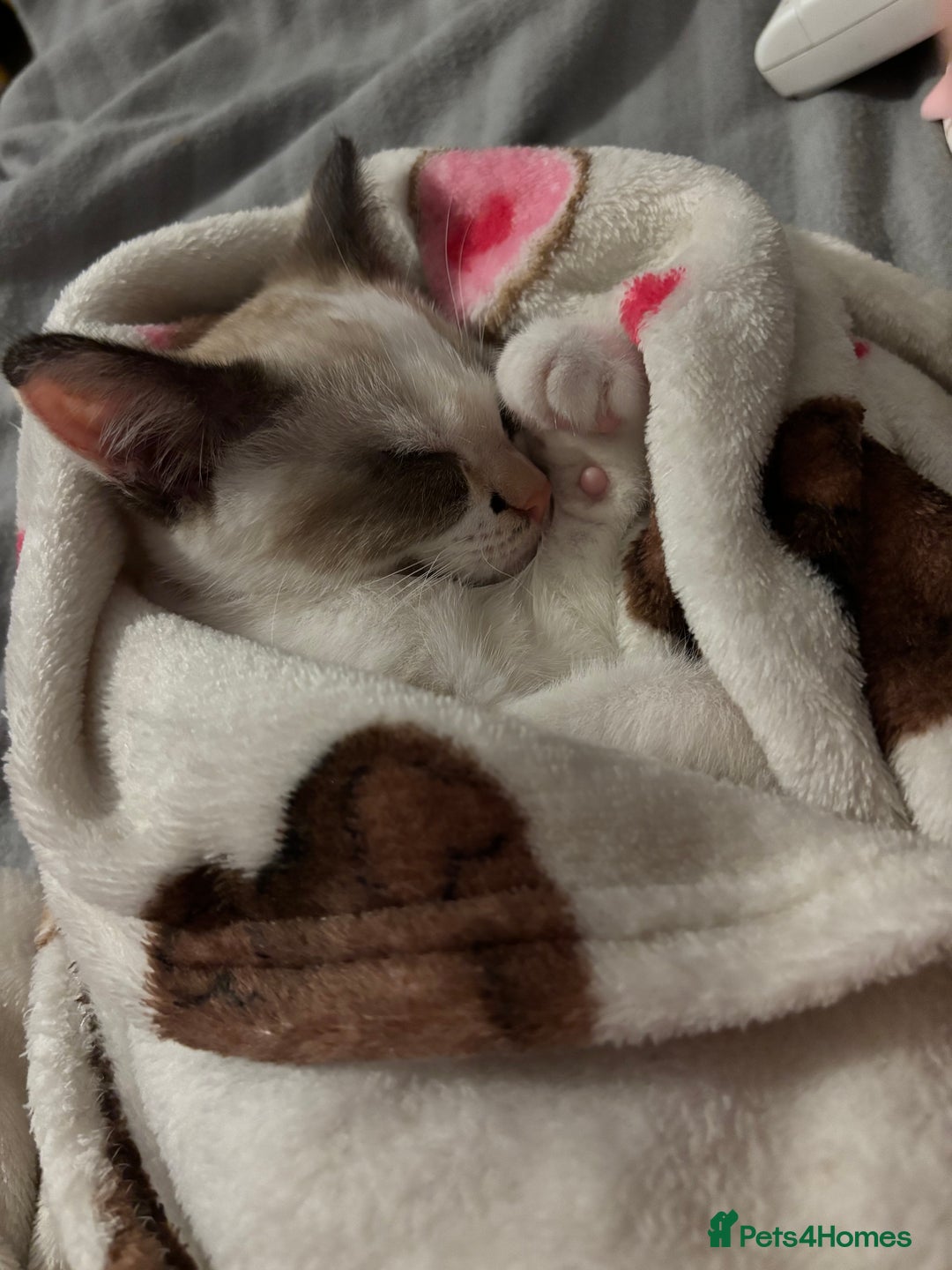 Mixed Breed cats for sale: Two lovely kittens for sale  - Advert 6