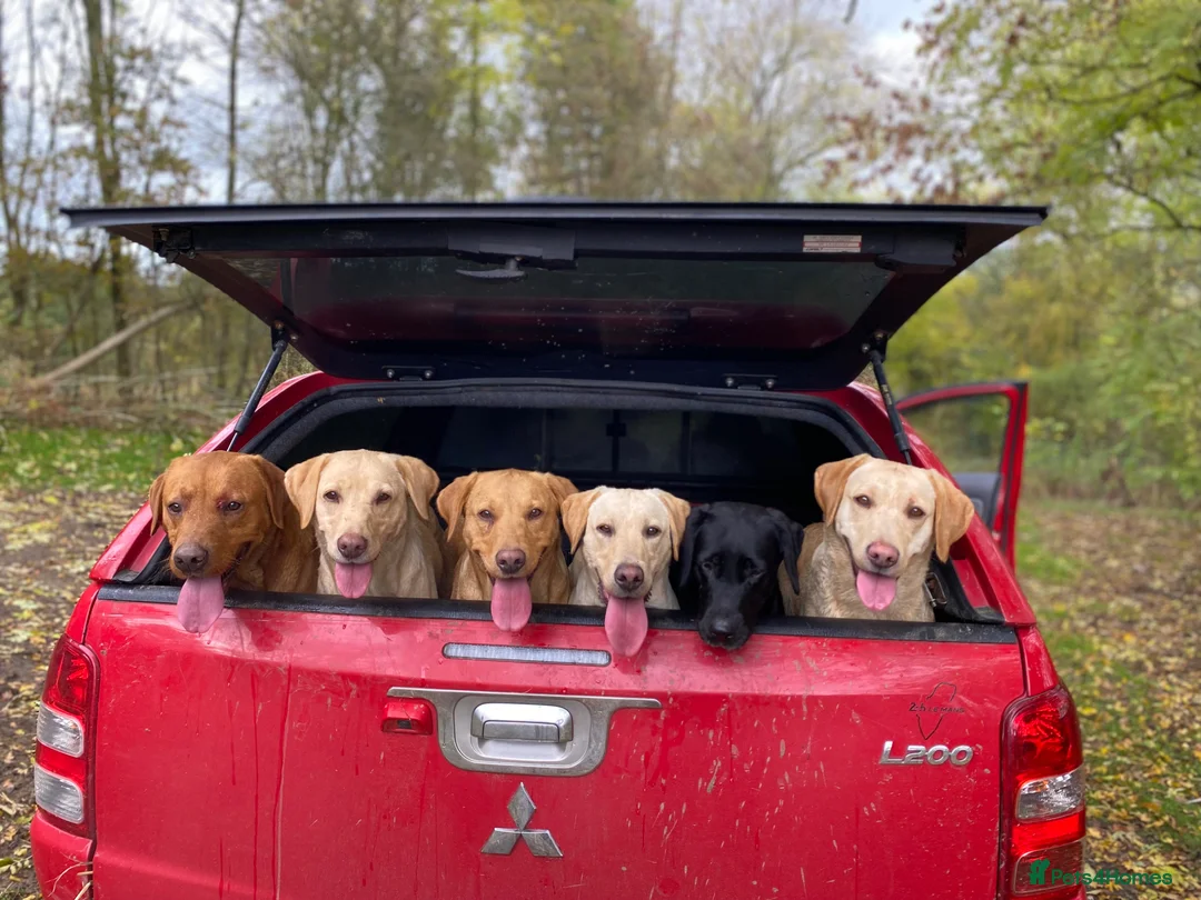 Labrador Retriever dogs for sale: Yellow lab pups  in Bishops Castle - Advert 7