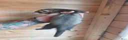Ferret rodents for sale: Rescue Kits for sale - Advert 18