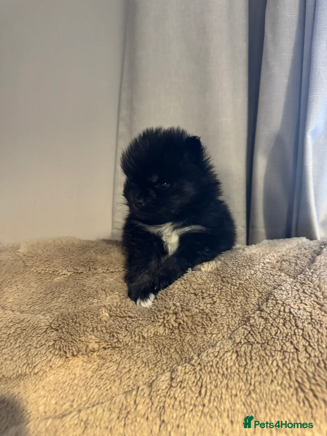 Pomeranian dogs for sale: 1 black and tan female - Advert 3