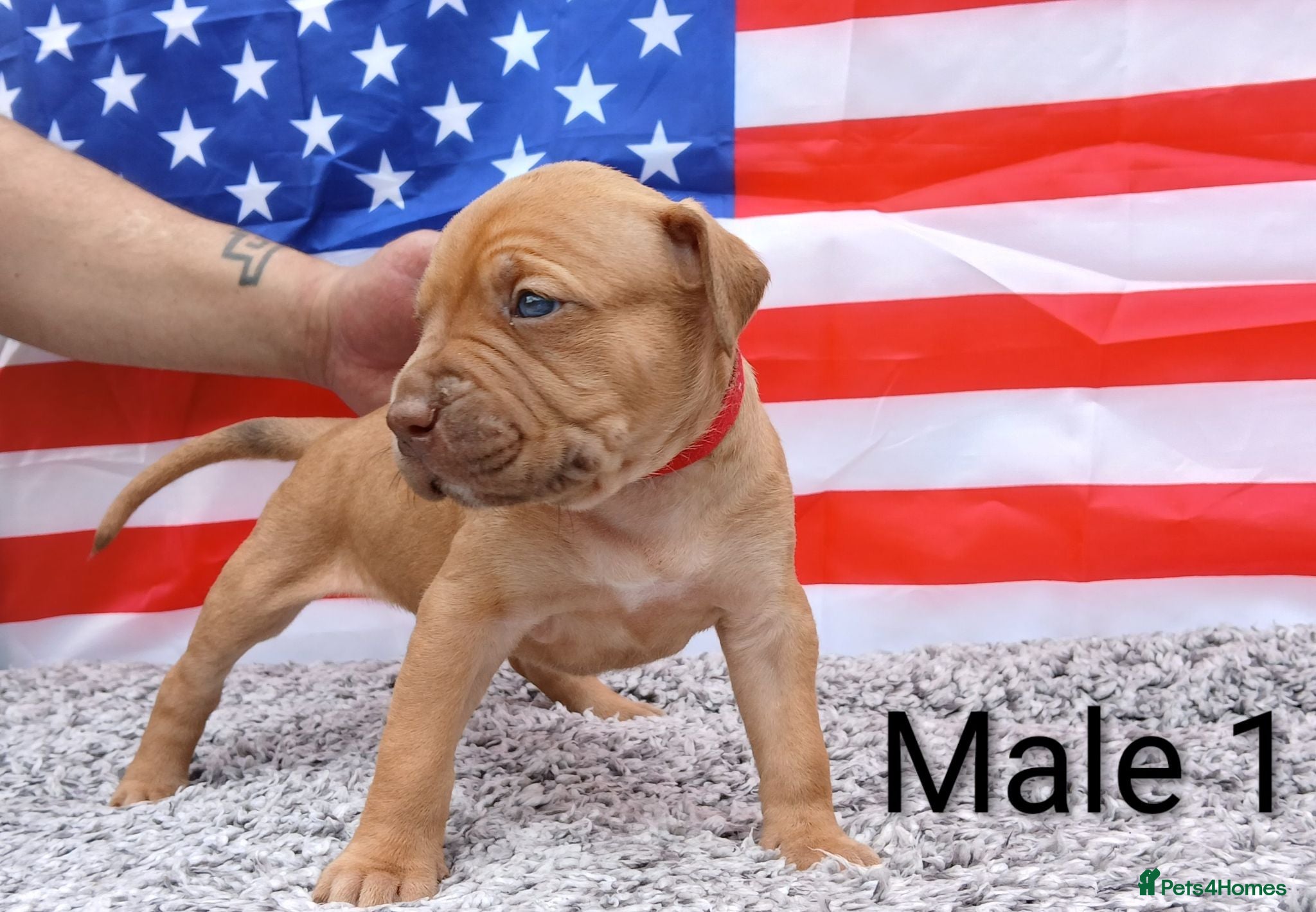 American Bull Staffy dogs for sale: American bull - Advert 1