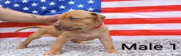 American Bull Staffy dogs for sale: American bull - Advert 1