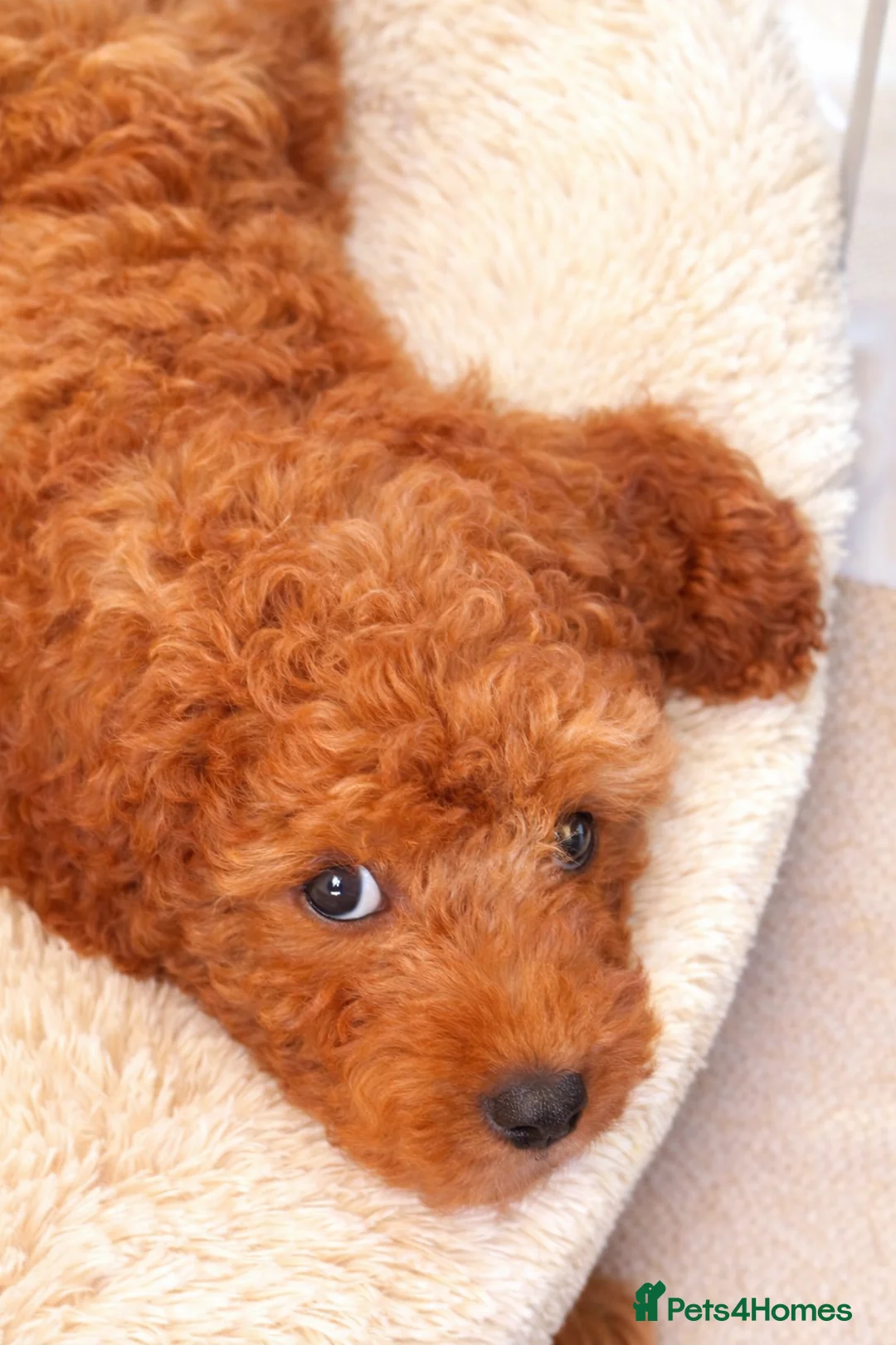 Cavapoo dogs for sale: Adorable Cavapoo pups *ready now* - Advert 14
