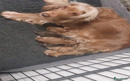 Cocker Spaniel dogs for sale: STUNNING LITTER OF KC SHOW COCKER SPANIEL PUPS!  - Image 29